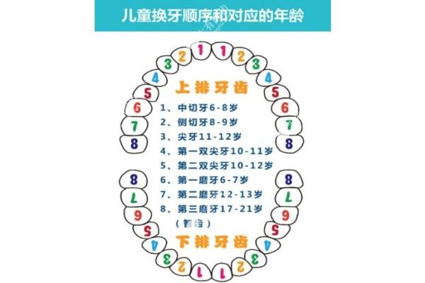 儿童换牙齿的年龄和顺序图